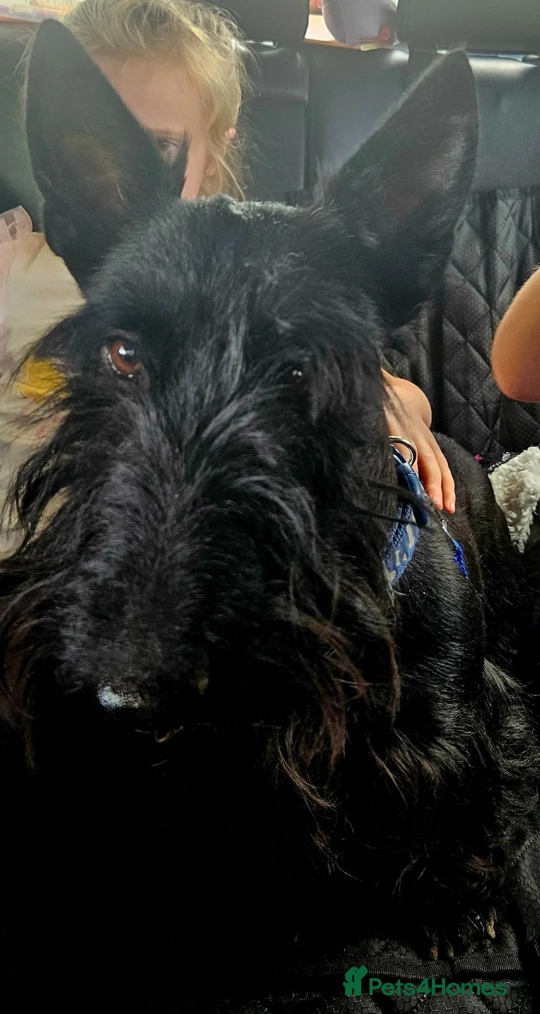 Scottish Terrier dogs for sale: Scottish terrier pups - Advert 2