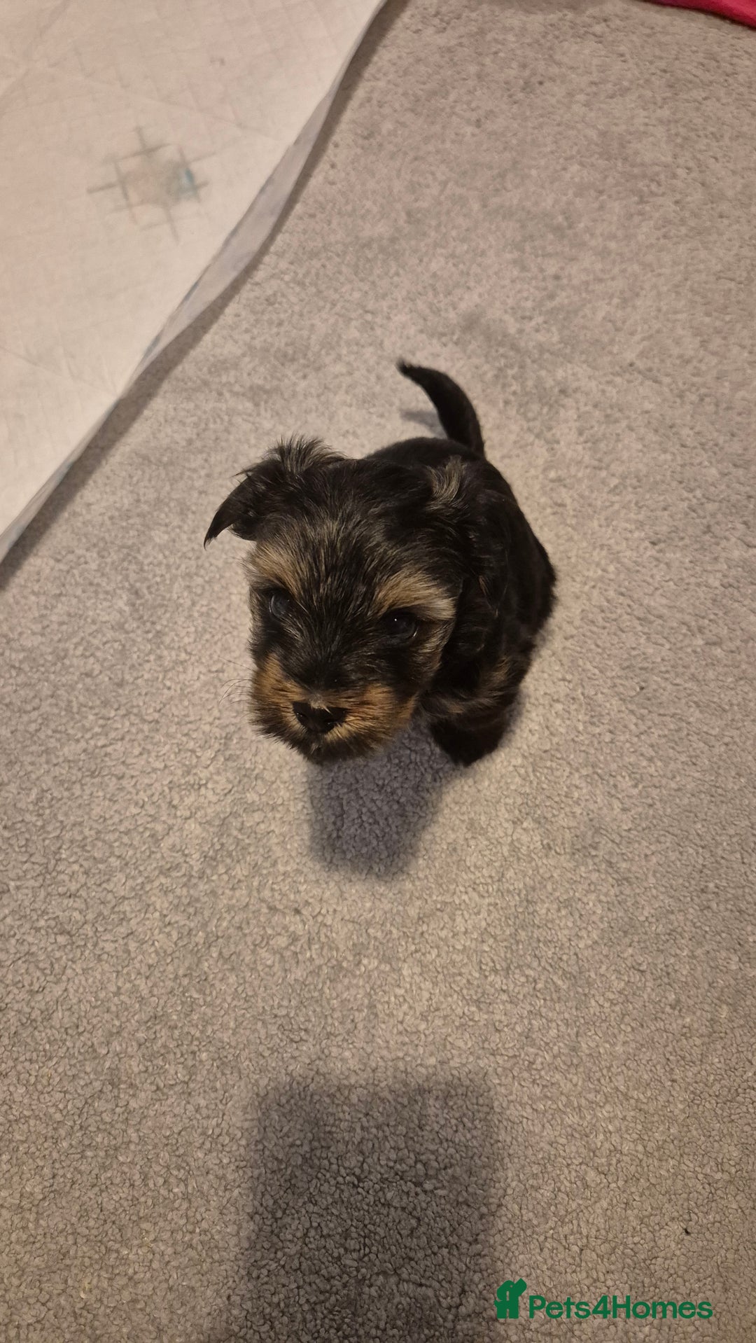 Yorkshire Terrier dogs for sale: Adorable Female Yorkie Puppy Looking for a Home 🌸 - Advert 8