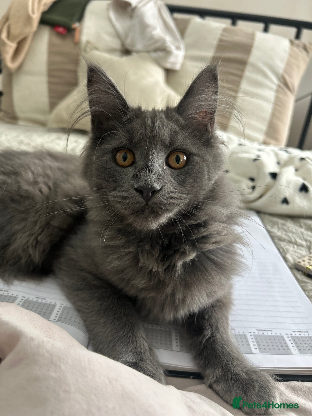 Maine Coon cats for sale: Blue Smoke Female Maine Coon!! TICA Registered 🐾 - Image 3