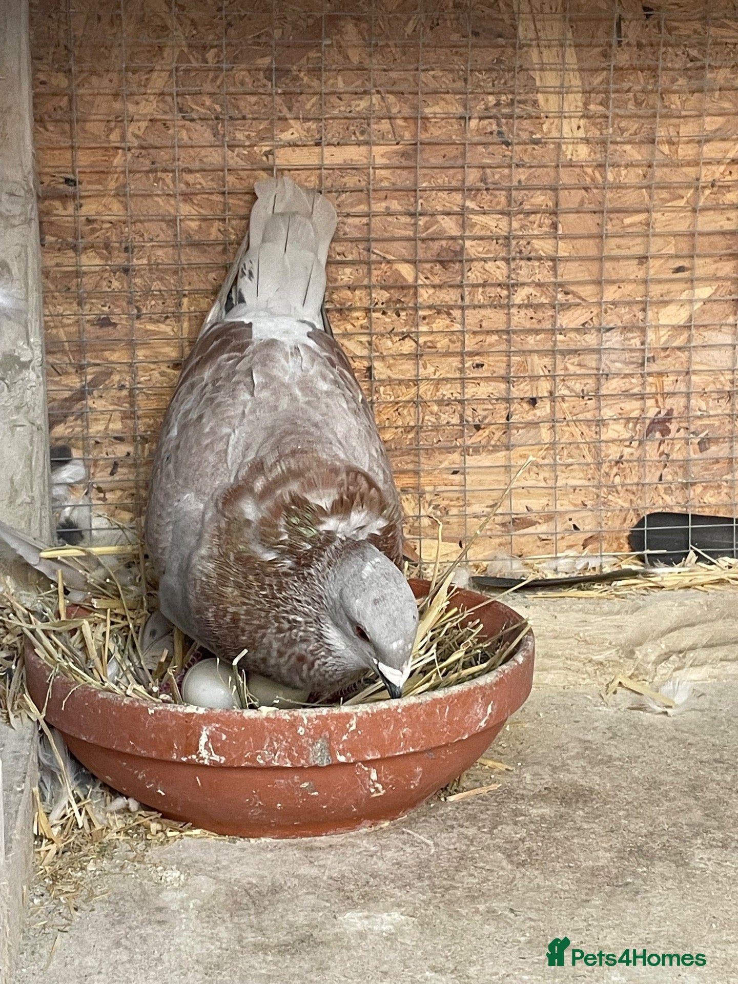 Mixed Breed birds Pigeon Pair for Rehoming  - Advert 2