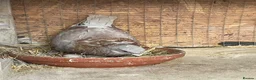 Mixed Breed birds for sale: Pigeon Pair for Rehoming  in Burntwood - Advert 2