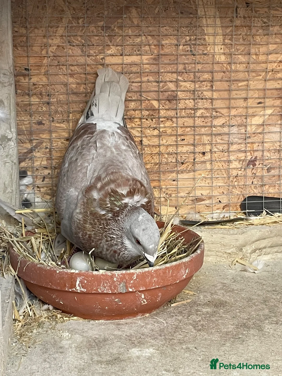 Mixed Breed birds for sale: Pigeon Pair for Rehoming  in Burntwood - Advert 2
