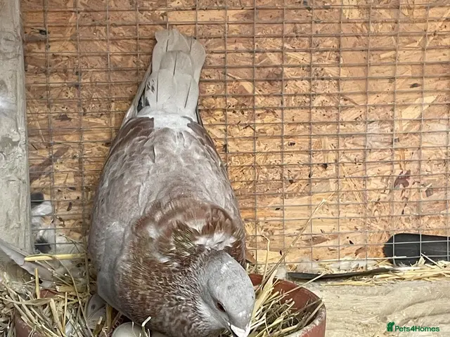 Mixed Breed birds for sale: Pigeon Pair for Rehoming - Advert 2