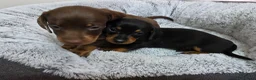 Dachshund dogs for sale: Beautiful Standard Dachshund Puppies  - Advert 13