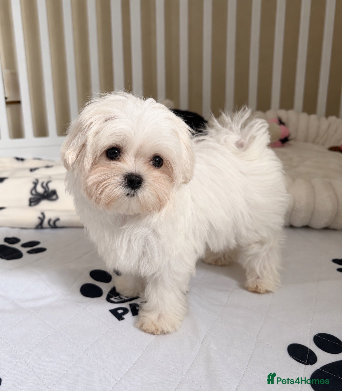 Maltese dogs KC Korean line toy/mini maltese puppies - Advert 2
