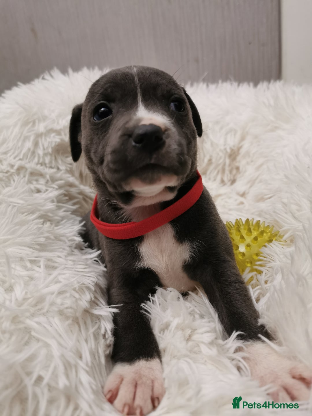 Staffordshire Bull Terrier dogs for sale: Staffordshire Bull Terrier puppies for sale  - Advert 21