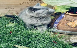 British Shorthair cats for sale: British shorthair  - Image 14