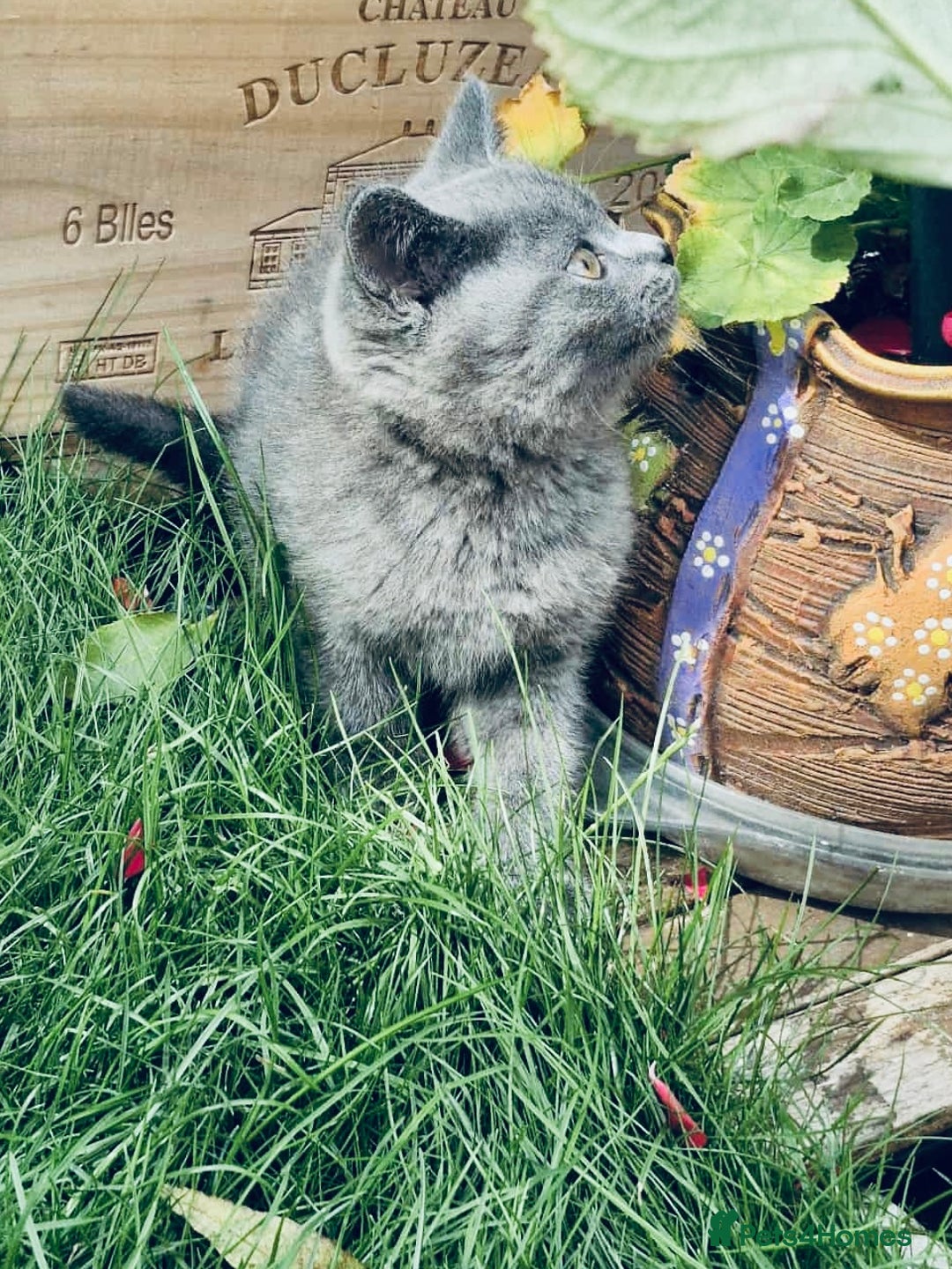 British Shorthair cats for sale: British shorthair  - Image 14