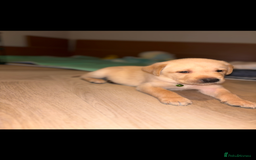 Labrador Retriever dogs for sale: Extensively health tested Labrador puppies - Image 2