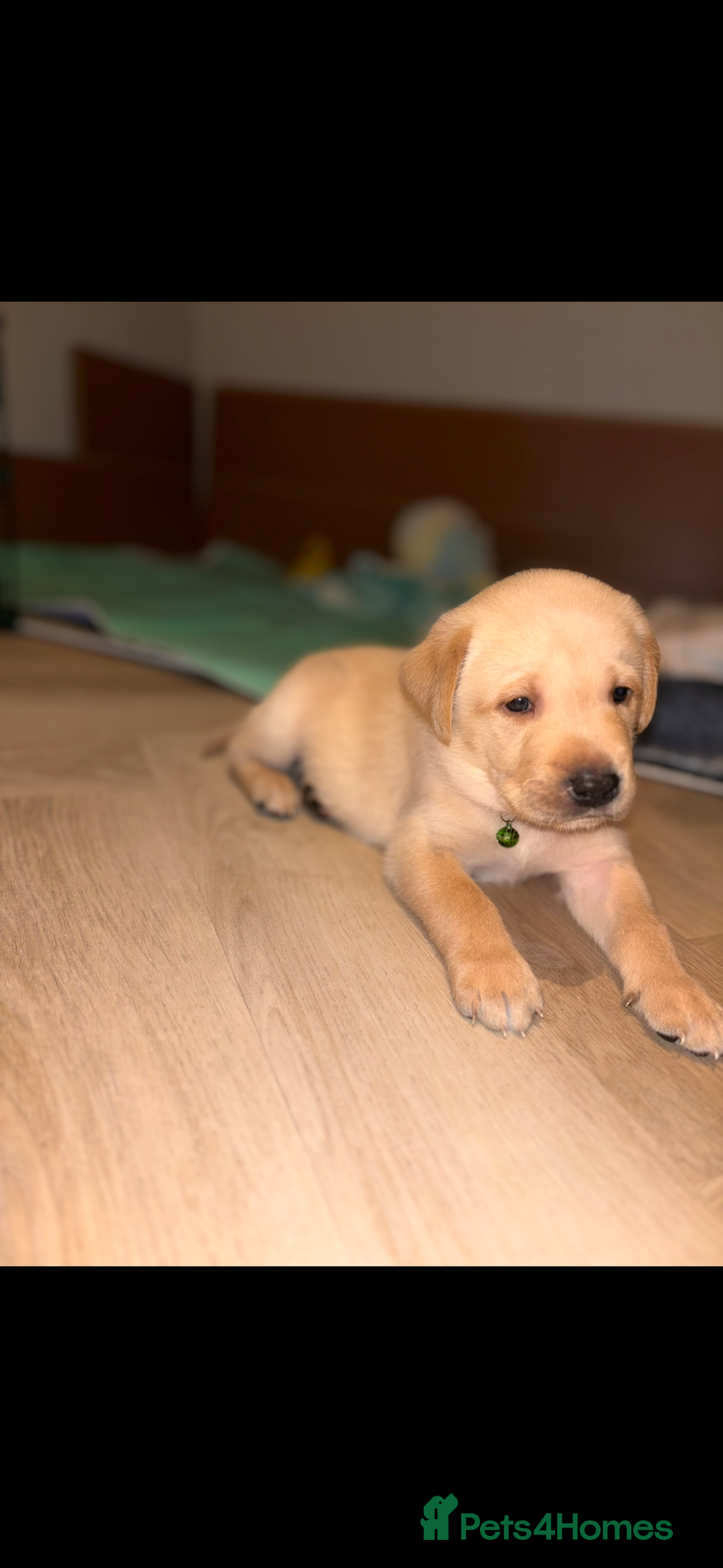 Labrador Retriever dogs for sale: Extensively health tested Labrador puppies - Image 2