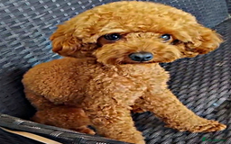Toy Poodle dogs for stud: Red Toy Poodle STUD - Health tested clear  - Image 10