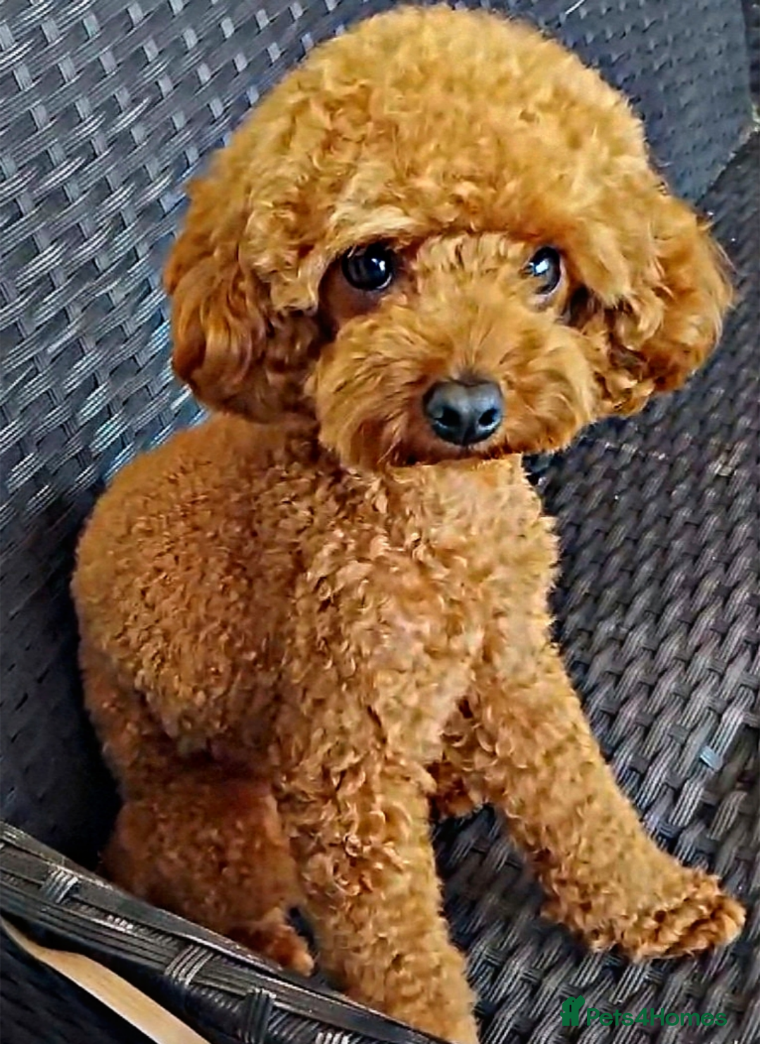 Toy Poodle dogs for stud: Red Toy Poodle STUD - Health tested clear  - Image 10