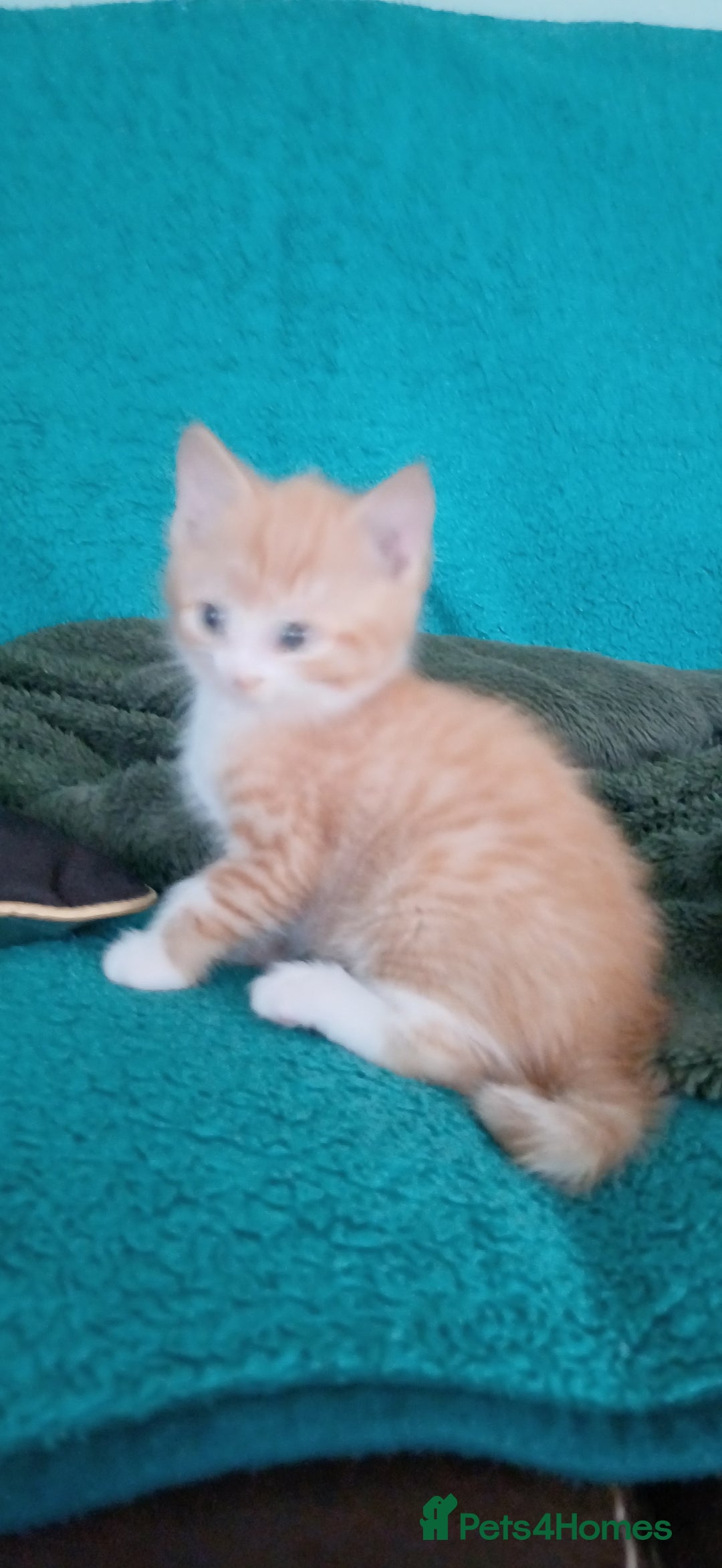 Mixed Breed cats for sale: Kittens ready for homes - Image 5