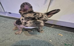 French Bulldog dogs for sale: Female merle frenchie  - Image 5