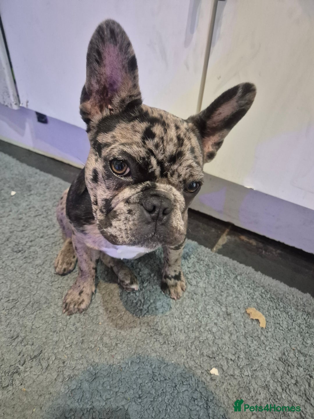 French Bulldog dogs for sale: Female merle frenchie  - Image 5