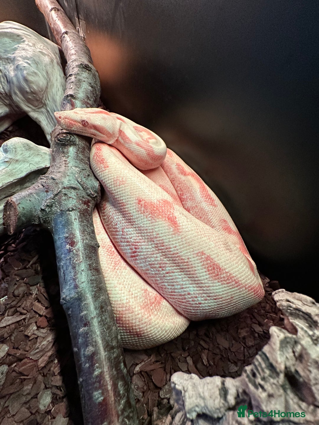 Boa Snake reptiles for sale: Male Khal Hypo blood + Viv and Accessories  - Advert 5