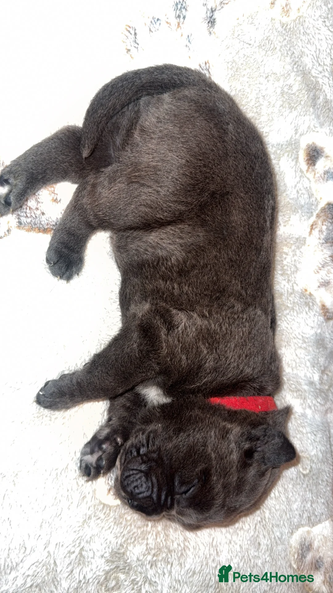 Cane Corso dogs for sale: Beautiful blue cane corsos - Advert 12