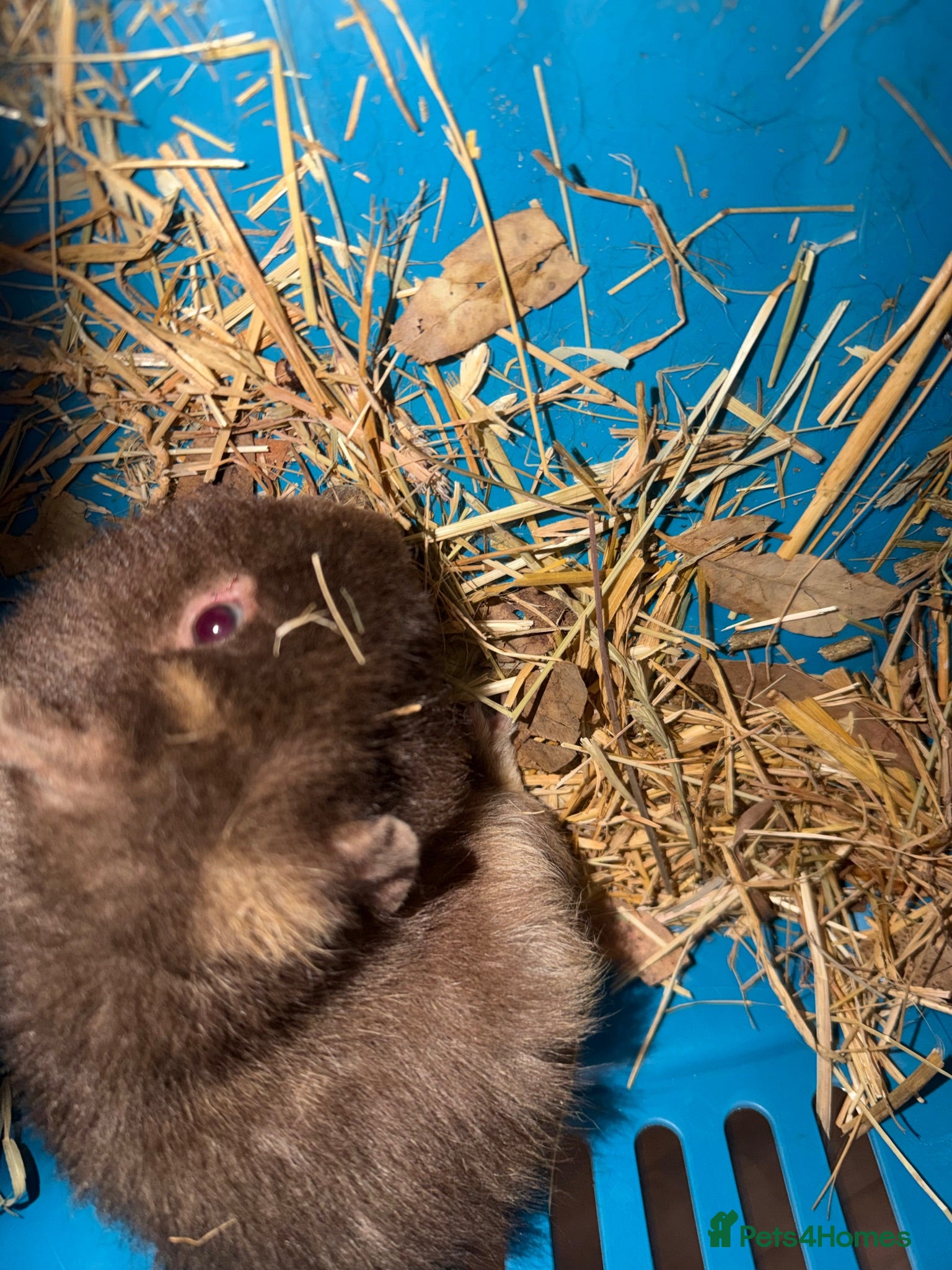 Guinea Pig rodents Roan teddy boar 8 months - Advert 1
