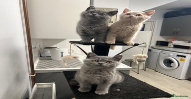 British Shorthair cats - Advert 5