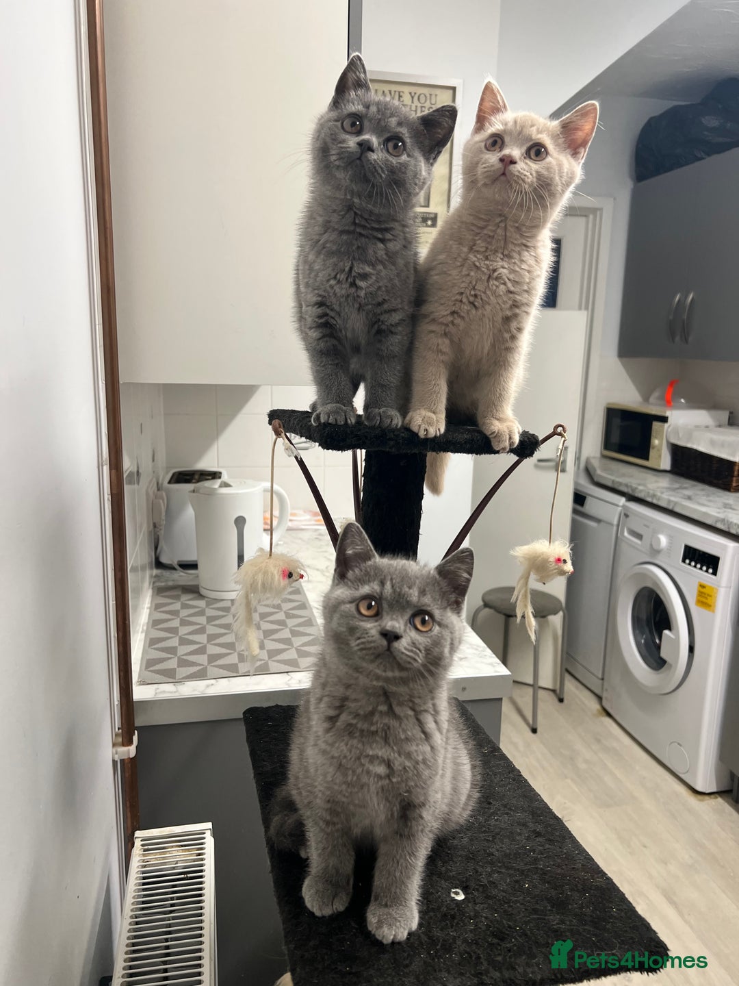 British Shorthair cats for sale: 🐈TOP QUALITY GCCF registered BRITISH SHORTHAIR✨ - Image 3