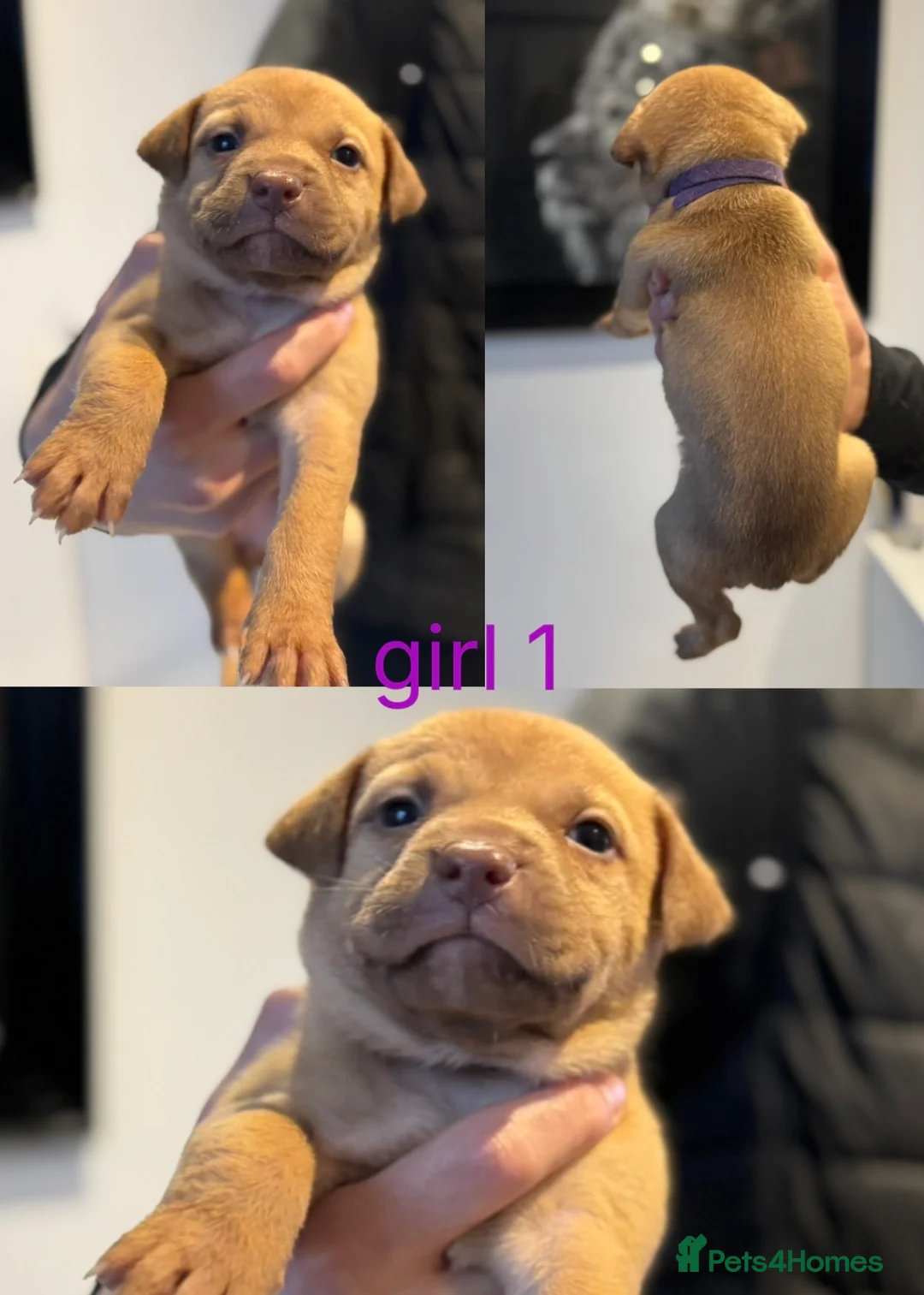 Mixed Breed dogs for sale: Border collie x staffordshire bull terrier pups - Advert 3