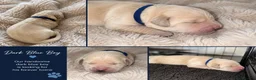 Goldador dogs for sale: Beautiful Goldador Puppies  - Advert 3