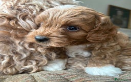 Cockapoo dogs for sale: Very unique Asian Toy Cockerpoos - Image 15