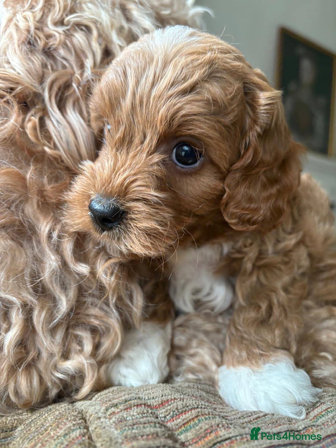 Cockapoo dogs for sale: Very unique Asian Toy Cockerpoos - Image 15