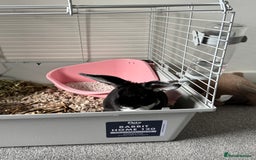 Mixed Breed rabbits for sale: 2 Bunnies with cage and all remaining supplies  - Image 8