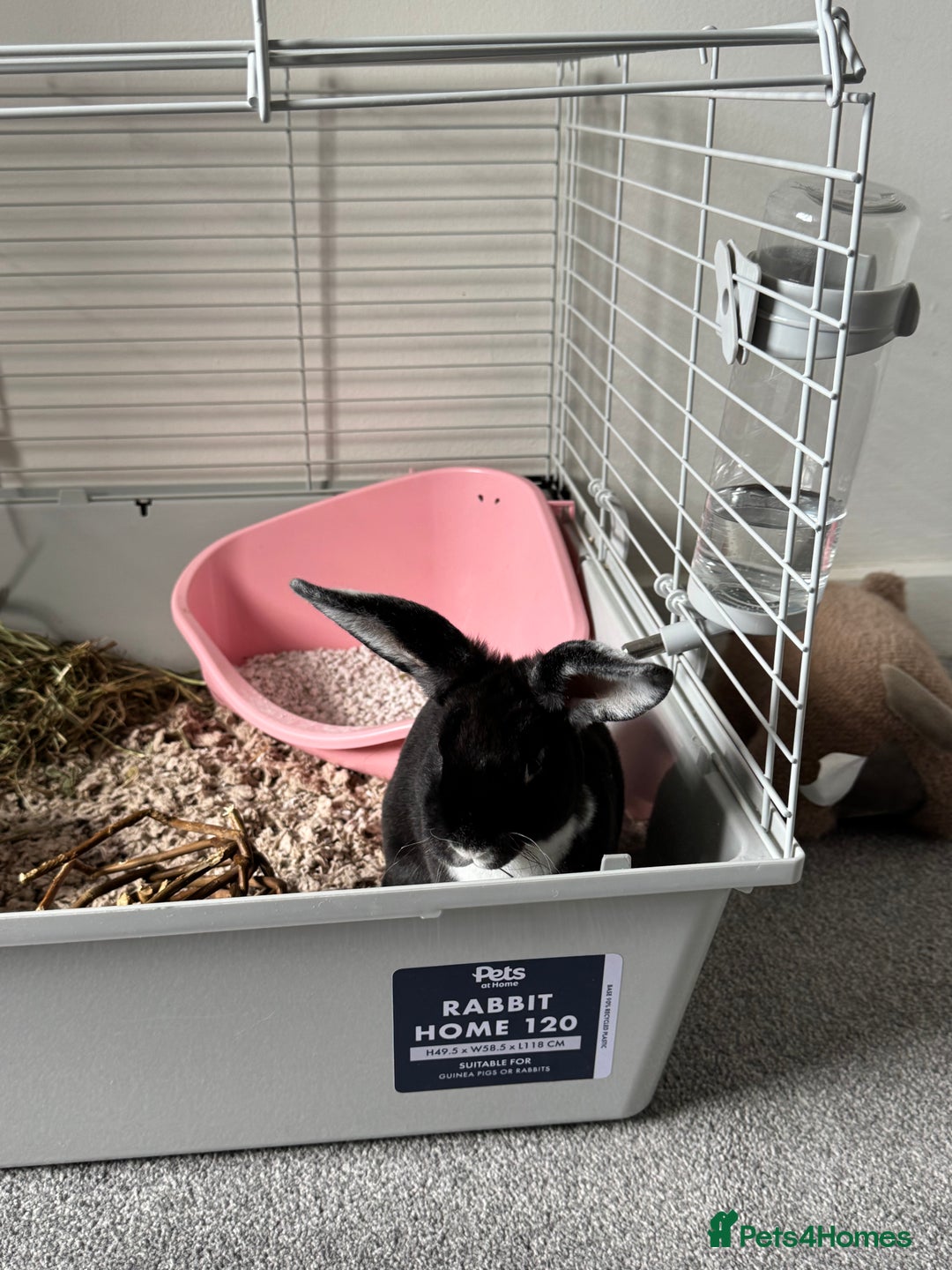 Mixed Breed rabbits for sale: 2 Bunnies with cage and all remaining supplies  - Image 8
