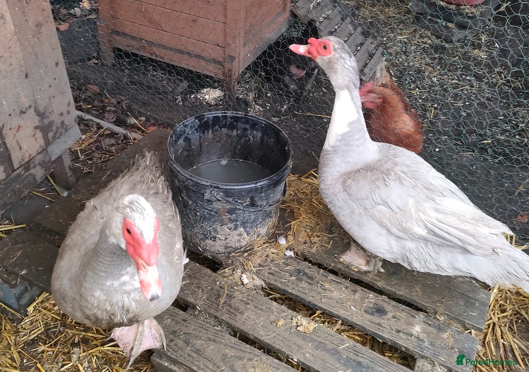 Ducks poultry for sale: Male Muscovy ducks for sale  - Advert 4