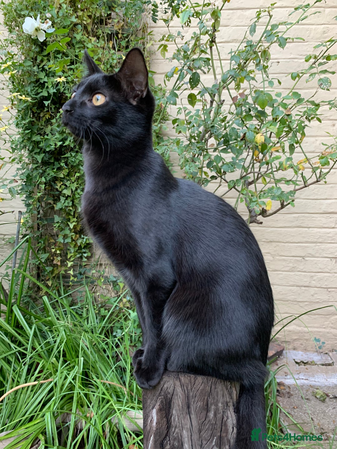 Domestic Shorthair cats for sale: Olive - Small black female cat - Image 4
