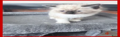 Ragdoll Kitten 1