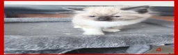 Ragdoll cats for sale: Boy Ragdoll kittens  - Advert 5