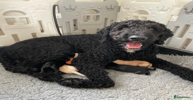 Mixed Breed dogs - Advert 4