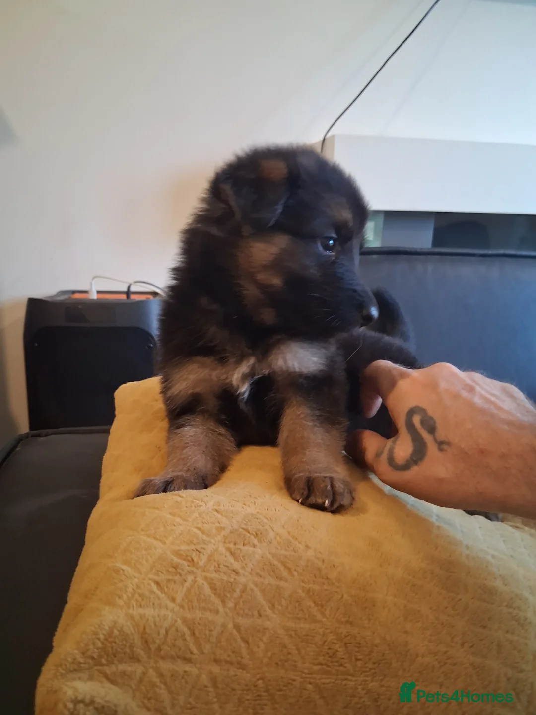 German Shepherd dogs for sale: German Shepherd Puppies for sale ready in 2 weeks - Advert 2