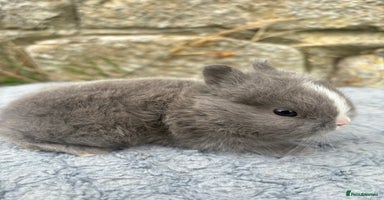Netherland Dwarf rabbits - Advert 3