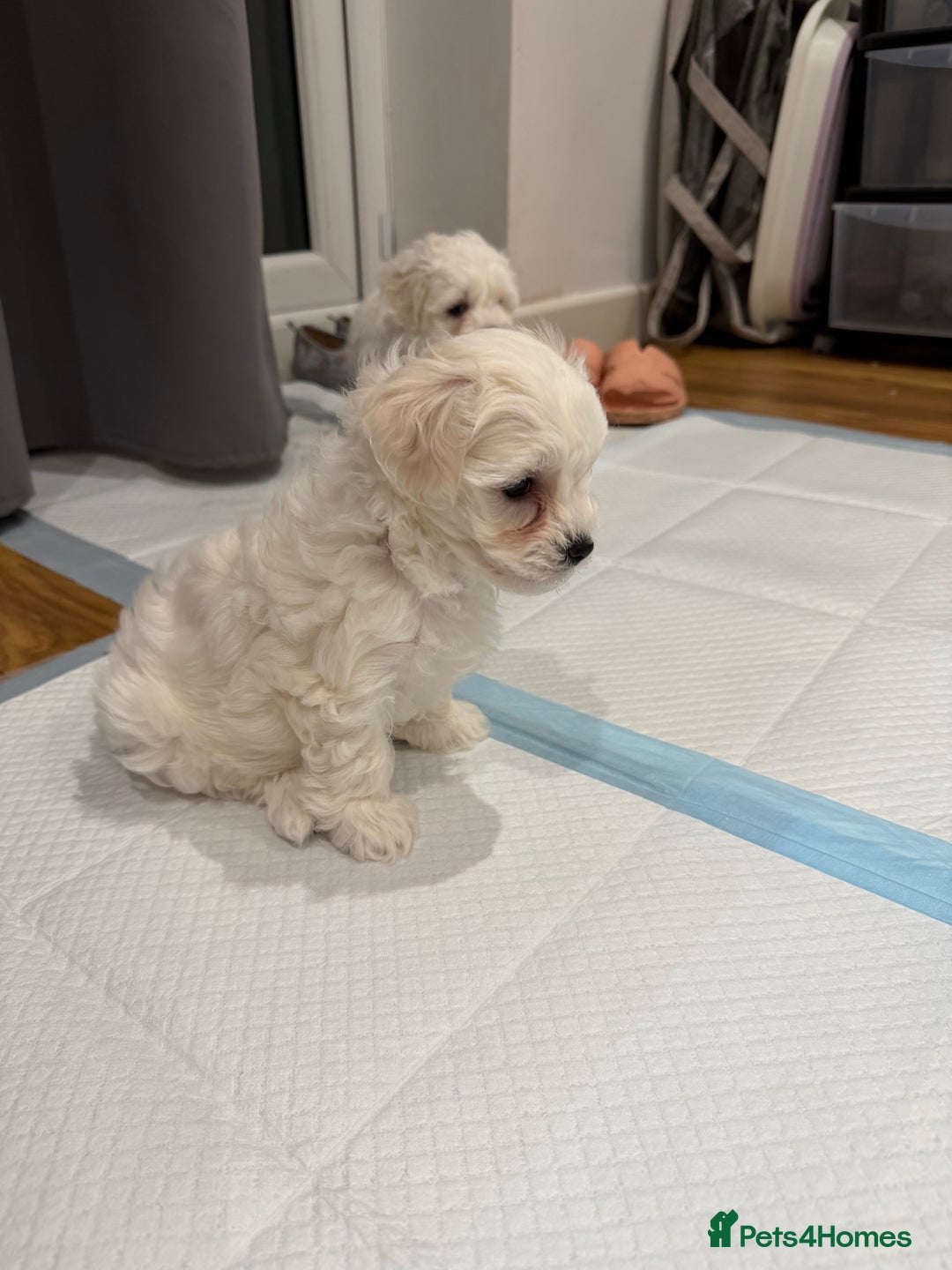 Maltese dogs for sale: Gorgeous Maltese puppies  - Advert 17