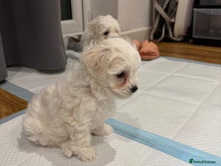 Maltese dogs Gorgeous Maltese puppies - Advert 5