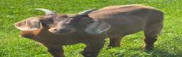 Goats livestock for sale: Anglo Nubian x goat wethers  - Advert 5