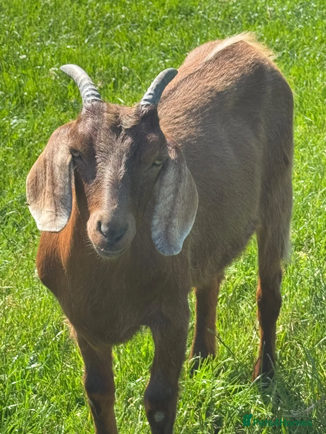 Goats livestock for sale: Anglo Nubian x goat wethers  - Advert 5