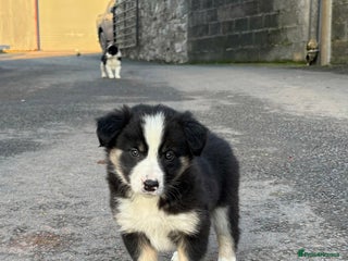 Border Collie dogs Beautiful Collie Pups - Ready for ** - £895 - Advert 3