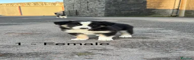 Border Collie Puppy 1 - Sold