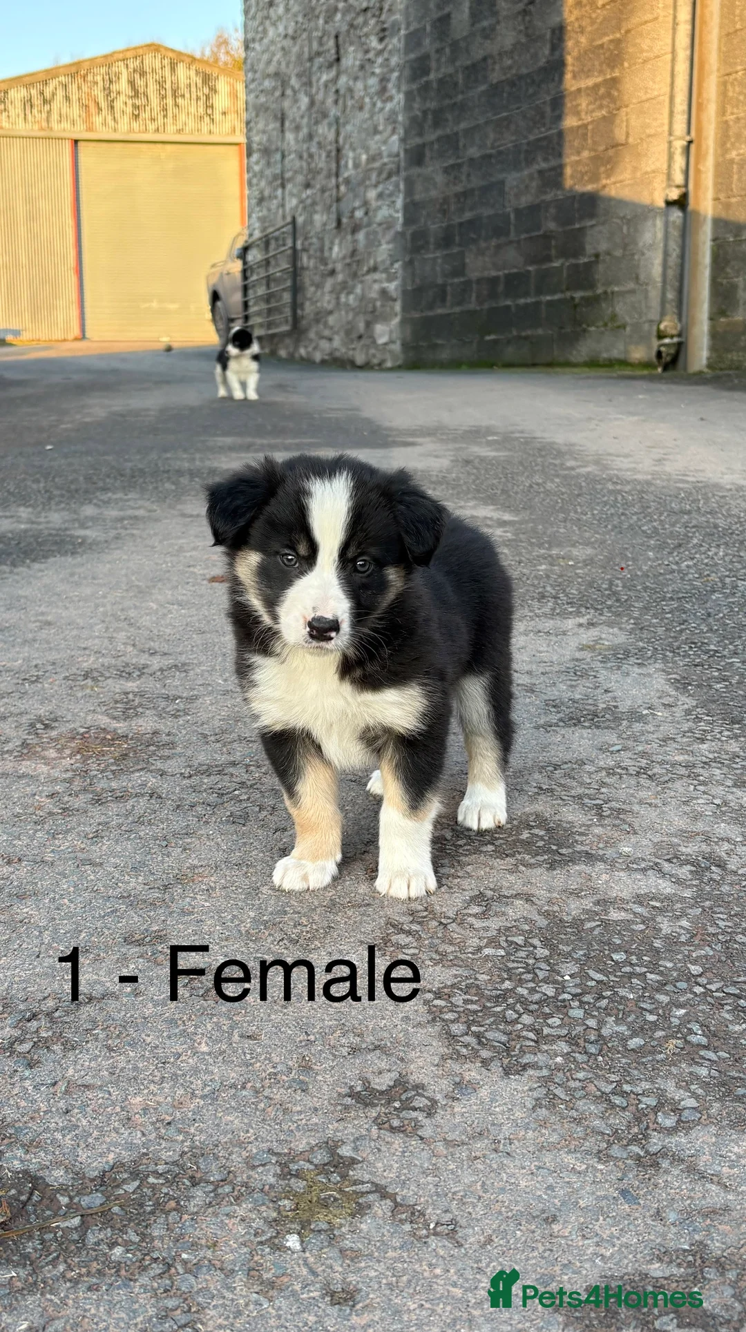 Border Collie dogs for sale: Beautiful Collie Pups - Ready for  **  - £895 - Advert 8