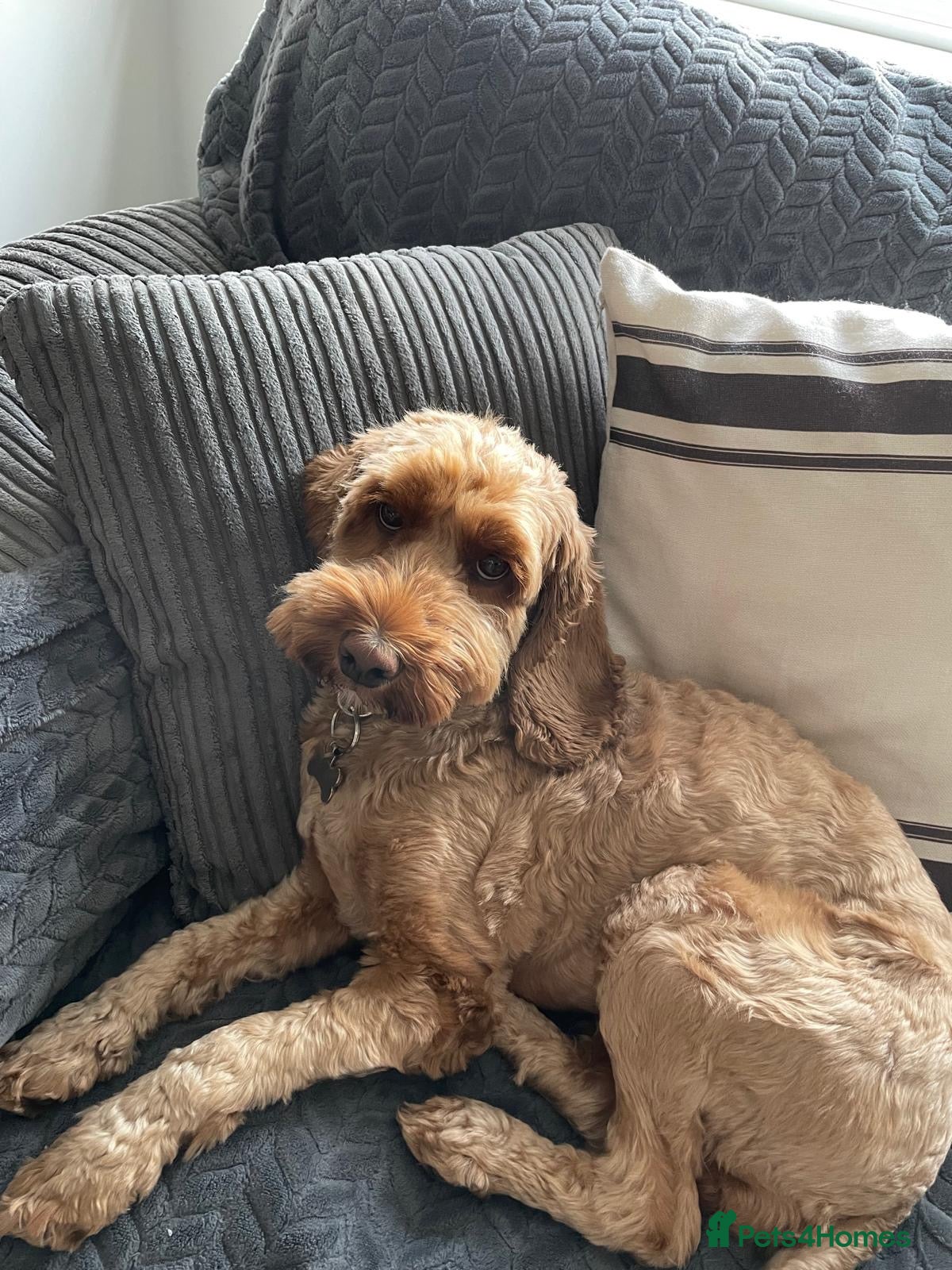 Cockapoo dogs 3 year old Cockapoo - Advert 2
