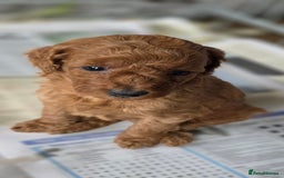 Miniature Poodle dogs for sale: MINIATURE POODLE PUPPIES - Image 19