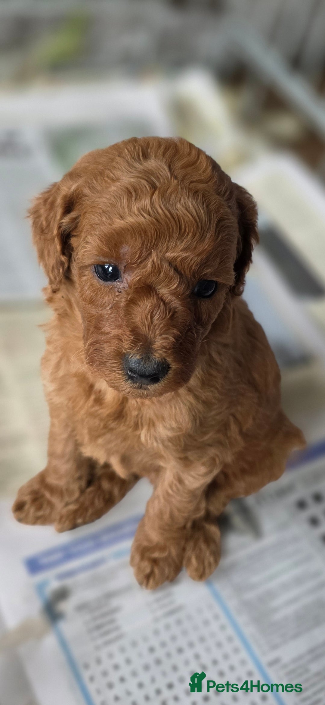 Miniature Poodle dogs for sale: MINIATURE POODLE PUPPIES - Image 19