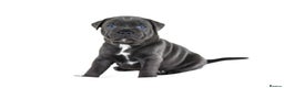 Staffordshire Bull Terrier dogs for sale: 💙KC Staffordshire Bull Terrier puppies 💙 - Advert 32