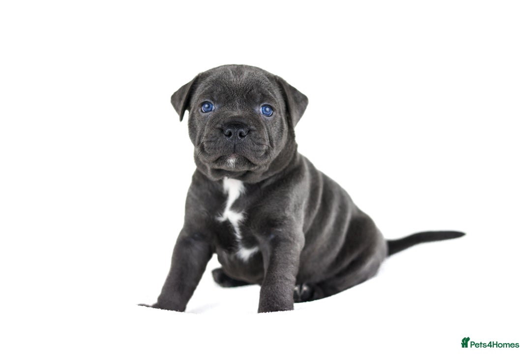 Staffordshire Bull Terrier dogs for sale: 💙KC Staffordshire Bull Terrier puppies 💙 - Advert 32