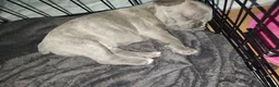 French Bulldog dogs for sale: french bulldog puppies - Advert 15